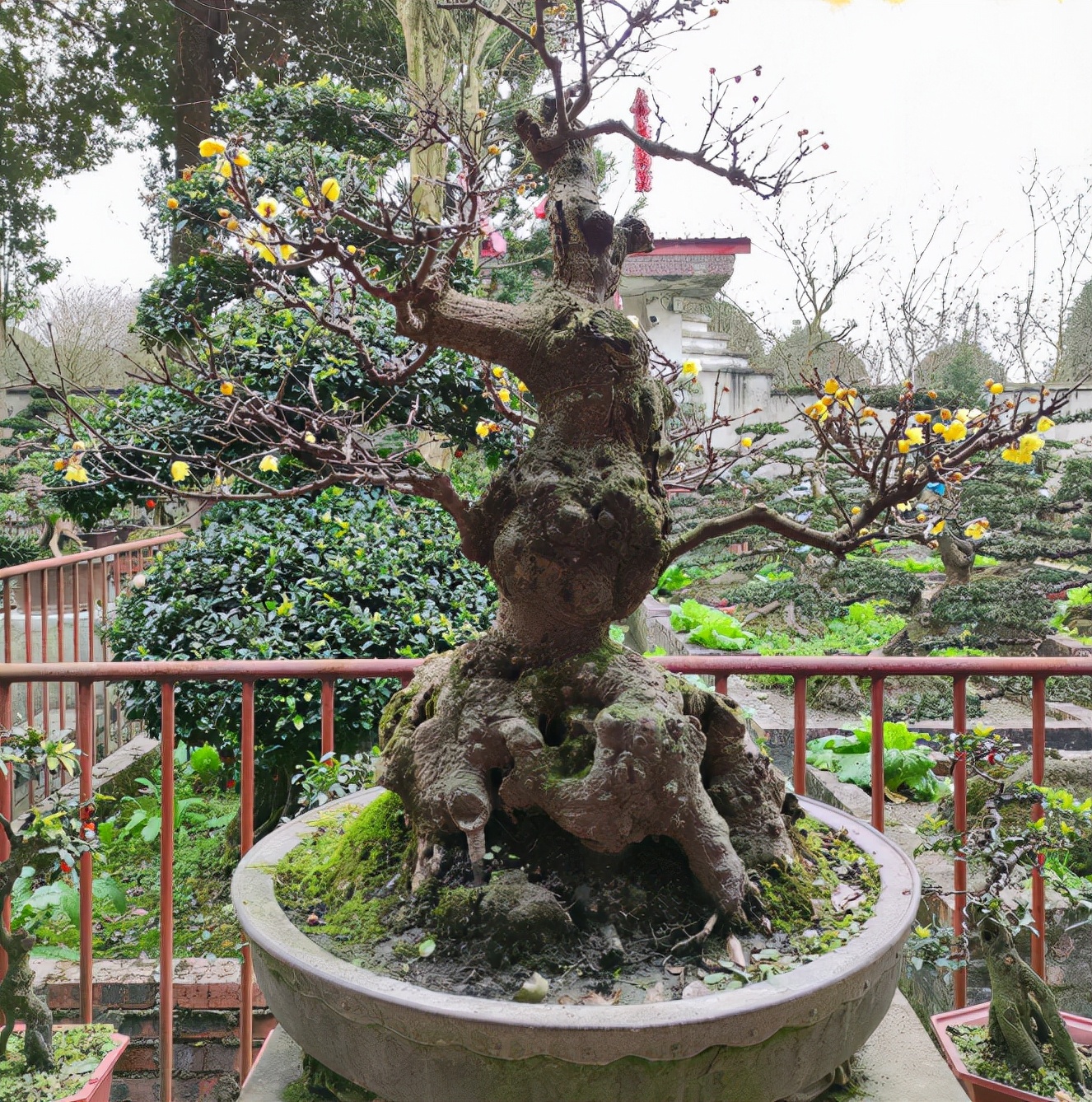 腊梅盆栽怎样装饰好看,腊梅夏季搭配什么盆栽好