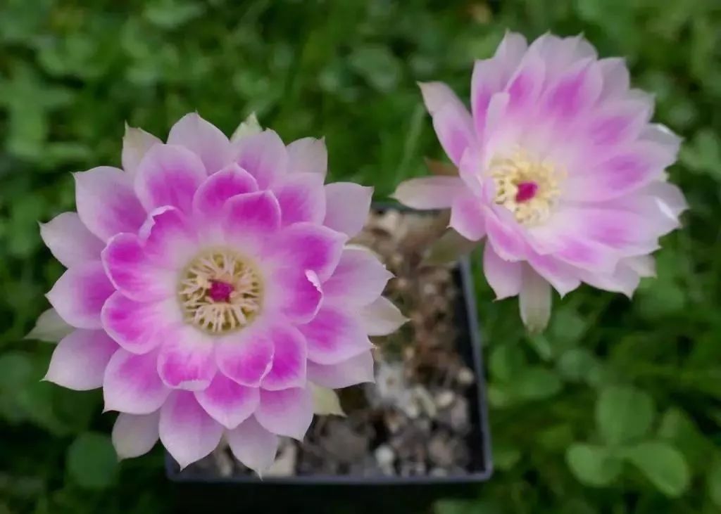 200种·仙人球开花图鉴，大开眼界，美到爆