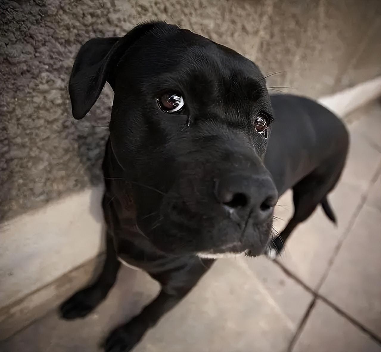 千万不要养黑狗,千万不要养黑色泰迪