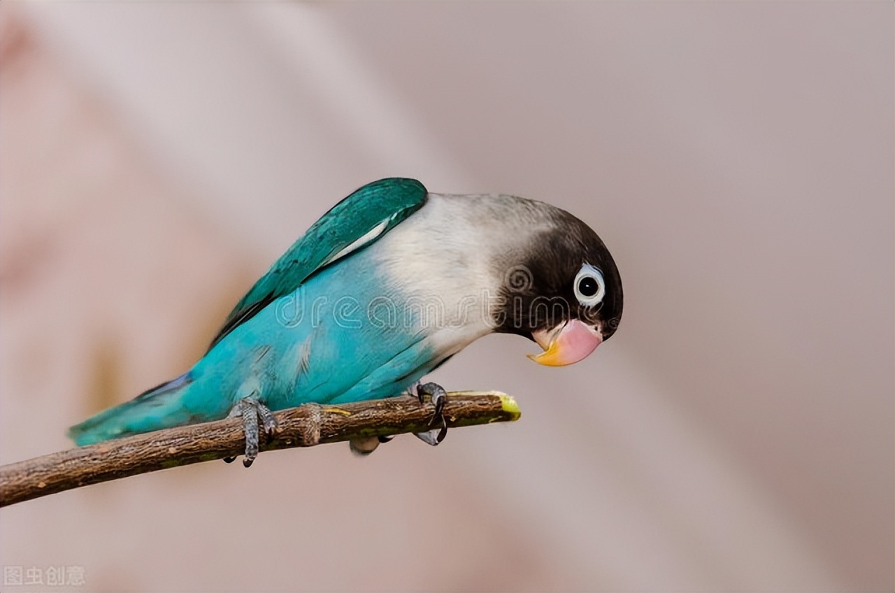 鹦鹉缺钙喂什么好养护视频,宠物鹦鹉吃什么食物好养