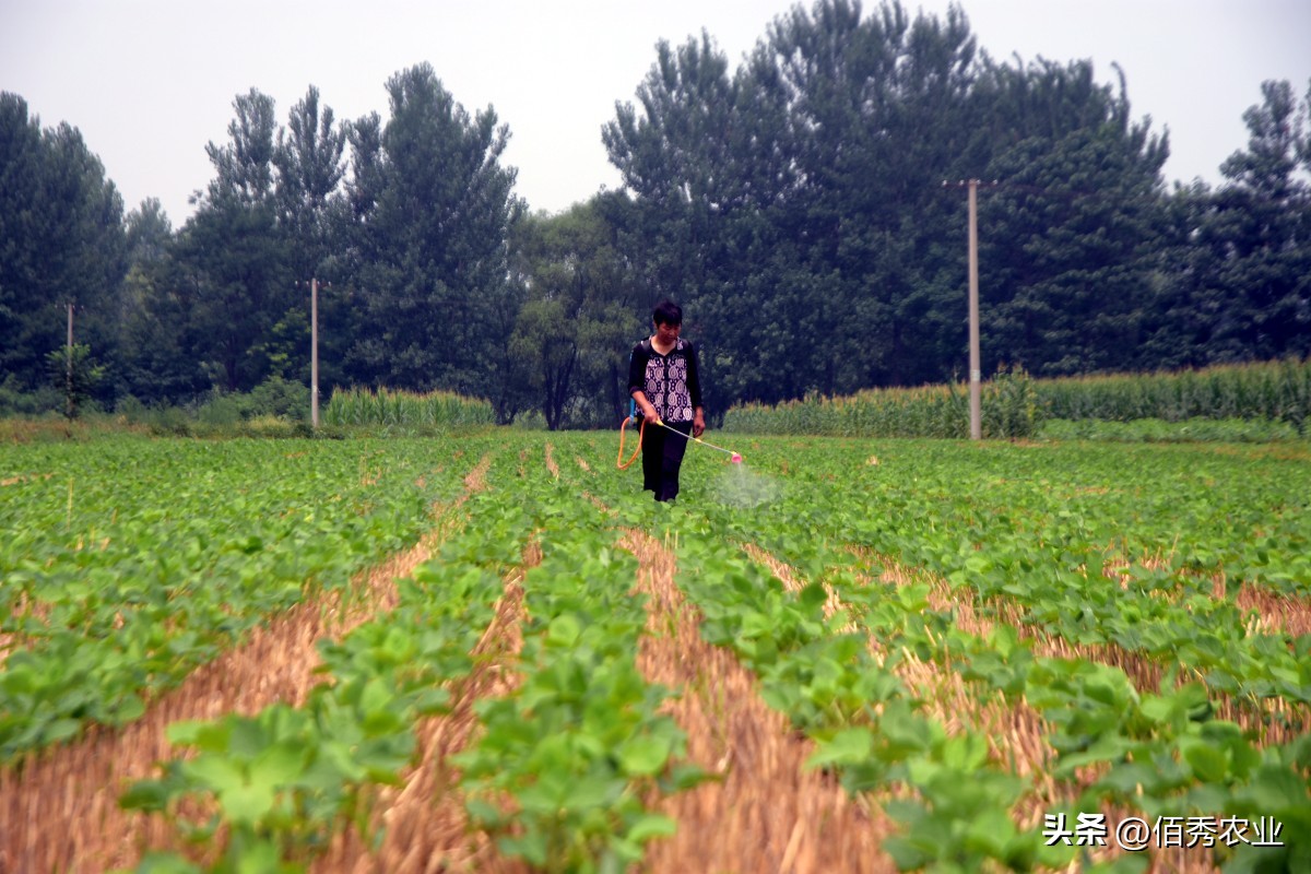 大豆香附子专用除草剂,黄豆田里的香附子专用除草剂