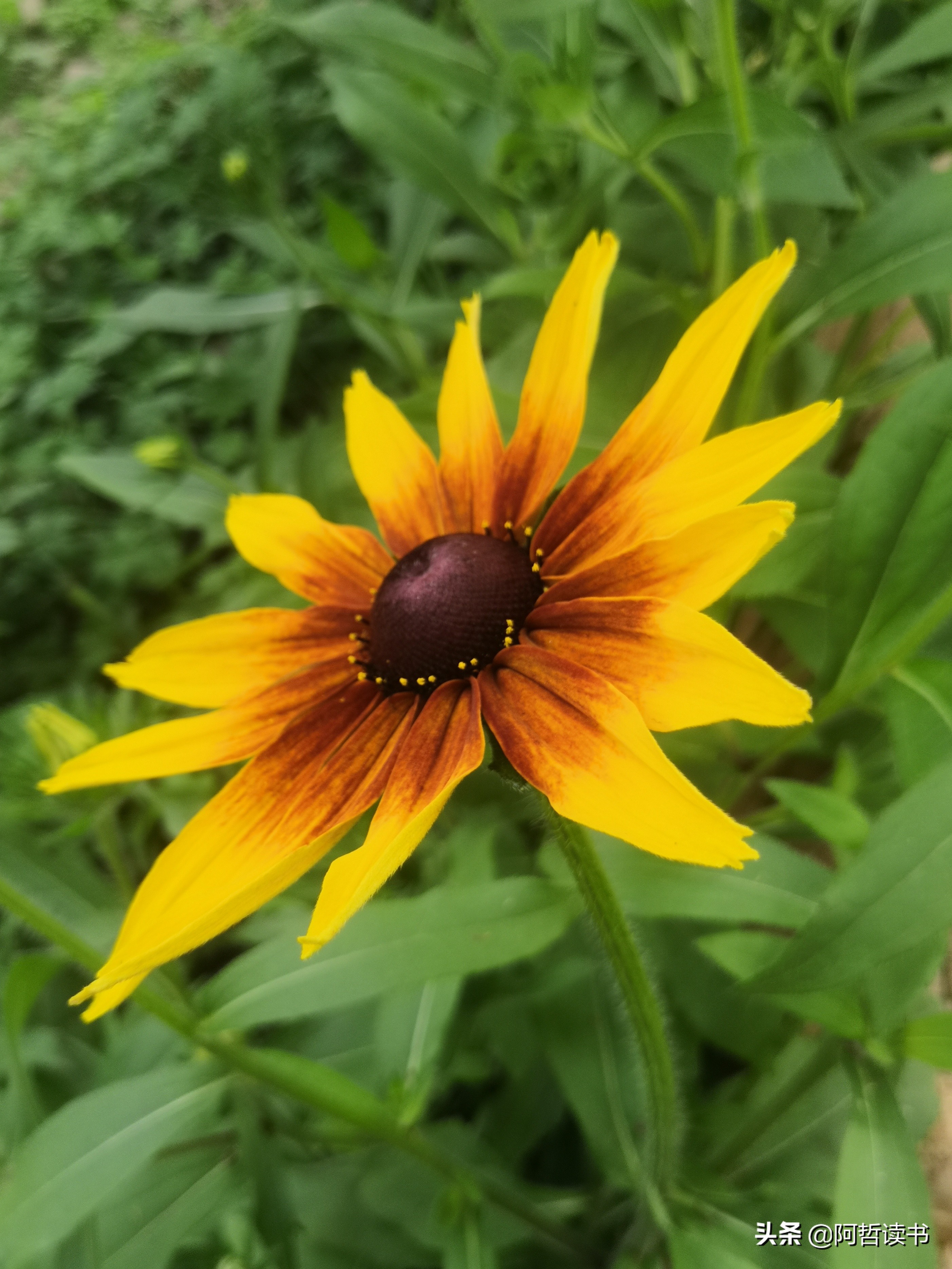 黑心金光菊：花名不雅，花姿灿烂，菊花里独特耀眼的一款