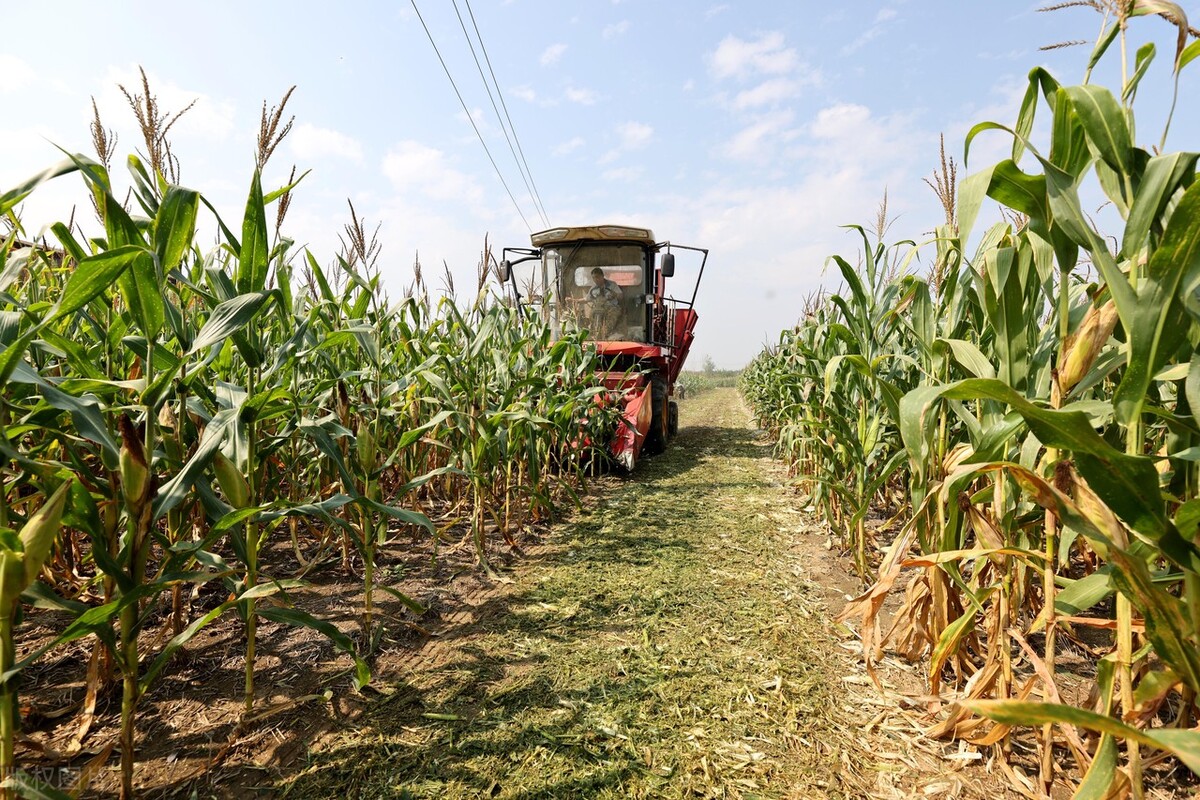 久保田4yzb-3型玉米收获机,久保田玉米收割机四行多少钱一台