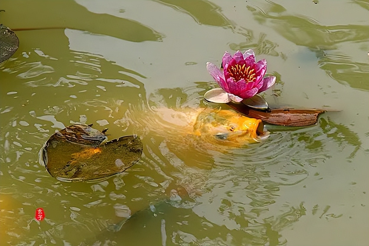 淮阳龙湖赏荷花的季节,淮阳观赏荷花的地方在哪里