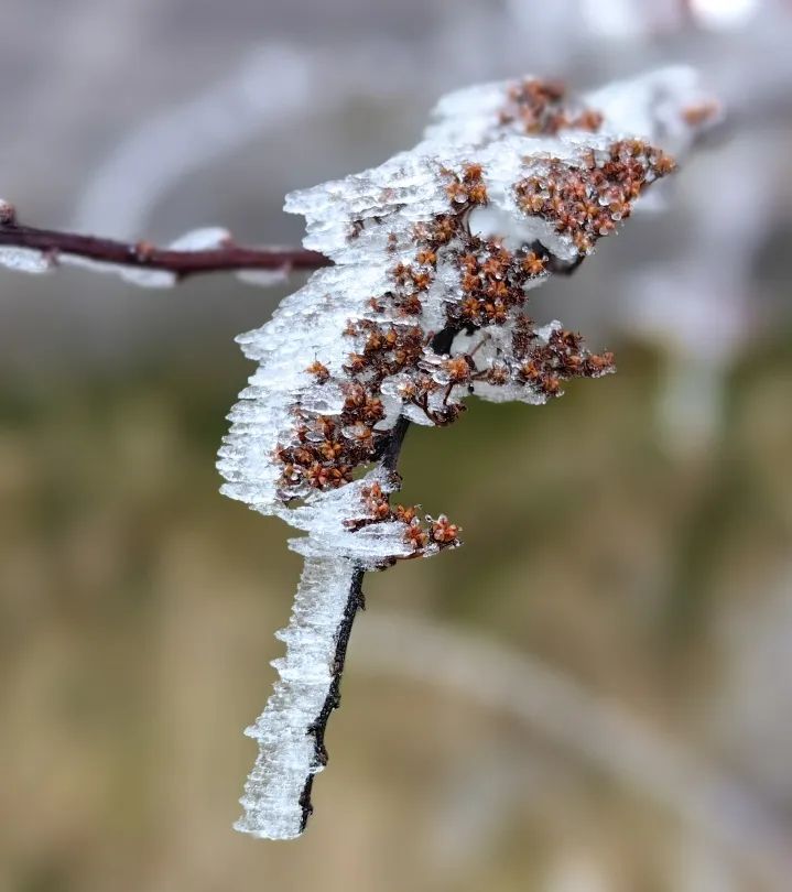 见过这么美丽的峨眉山雪景吗,峨眉山雪后美景简直就是人间仙境