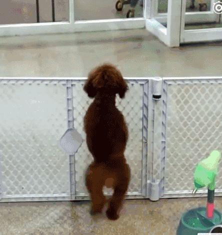 成年泰迪犬怎么训练大小便,泰迪犬怎样训练大小便的方法视频