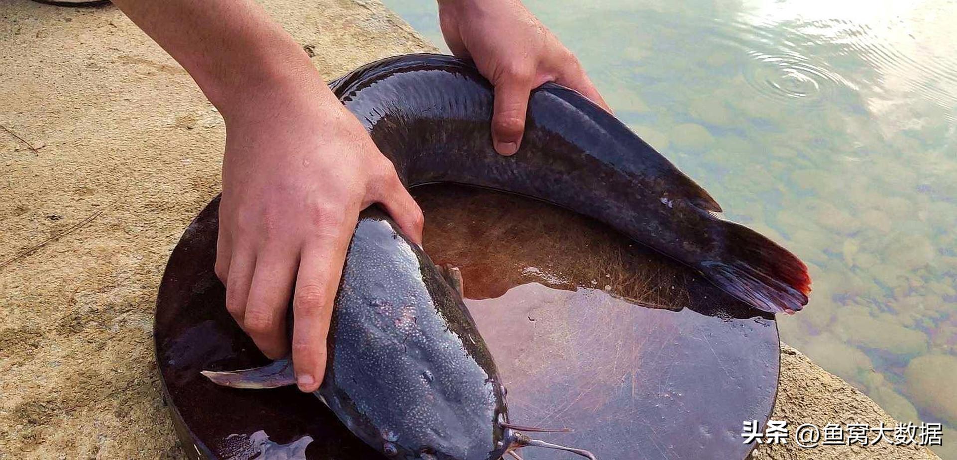 革胡子鲶销声匿迹,革胡子鲶性成熟几年