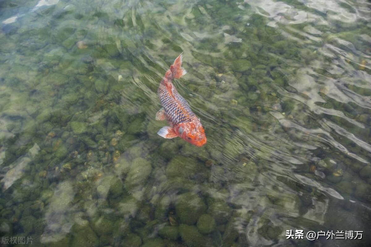 中国四大淡水鱼类大全,国内最贵的十大淡水鱼类