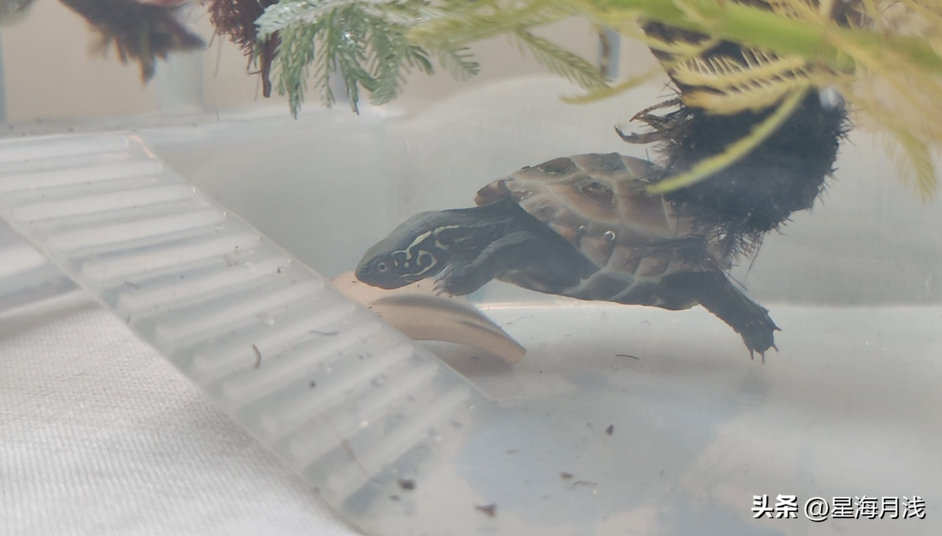 乌龟为什么耐饿,养龟日常几只调皮捣蛋的乌龟