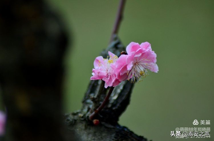 春风拂柳梅花开,桃李春风梅花开