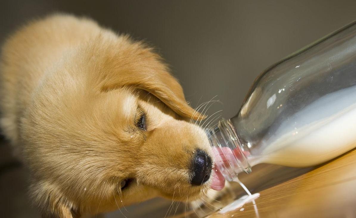 狗狗呕吐三四天不吃食,狗狗吃了打虫药不吃食怎么回事