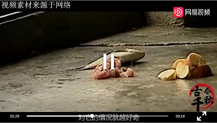 江西老农活捉六不像神兽,江西老汉活捉神兽四不像