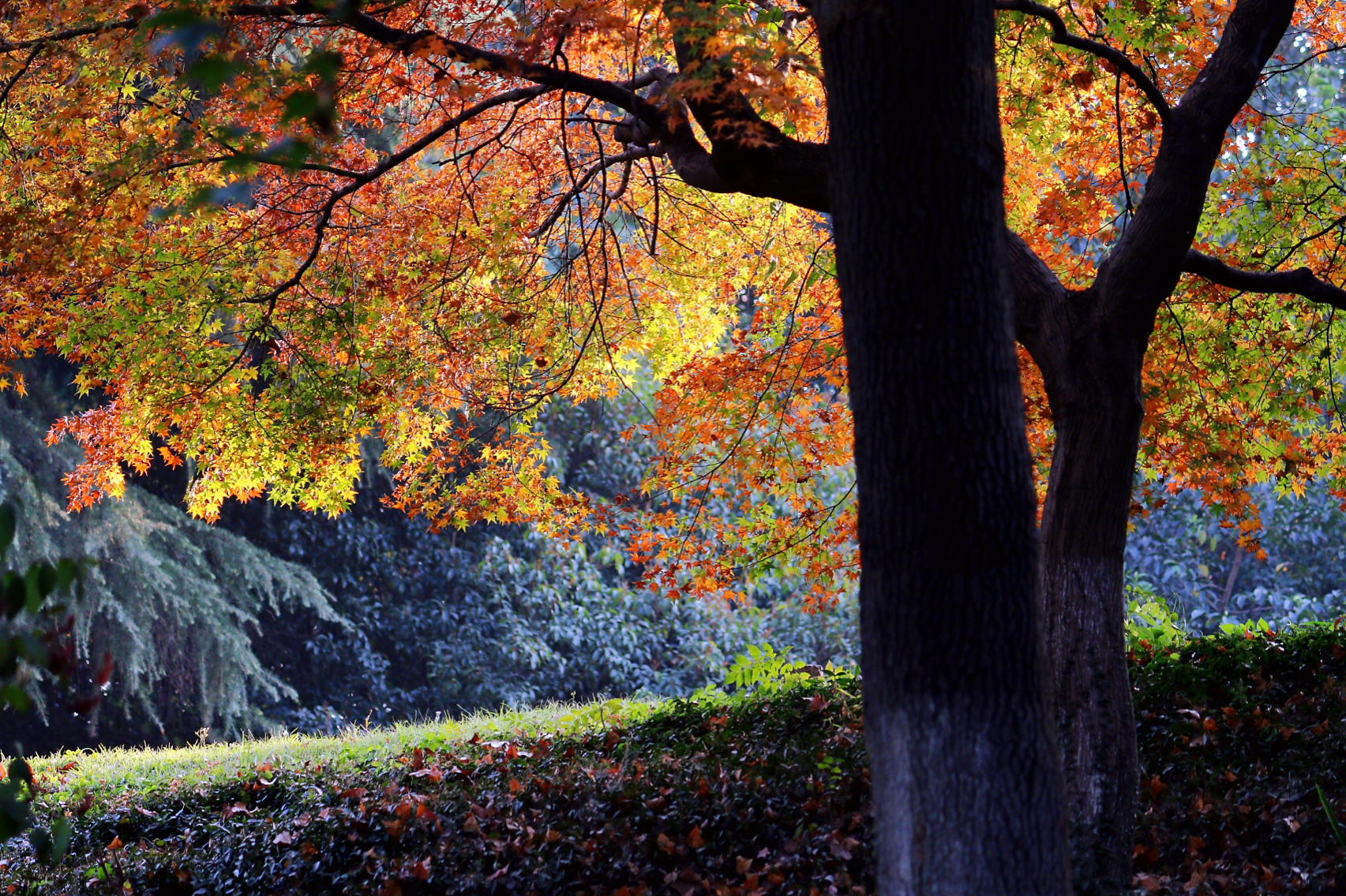 南京秋天小众最美的去处,南京十一月份最佳赏秋地方