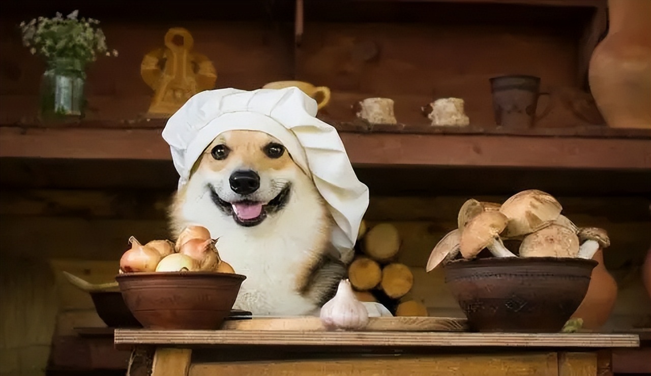 初次养狗推荐哪款狗粮,养狗狗粮推荐