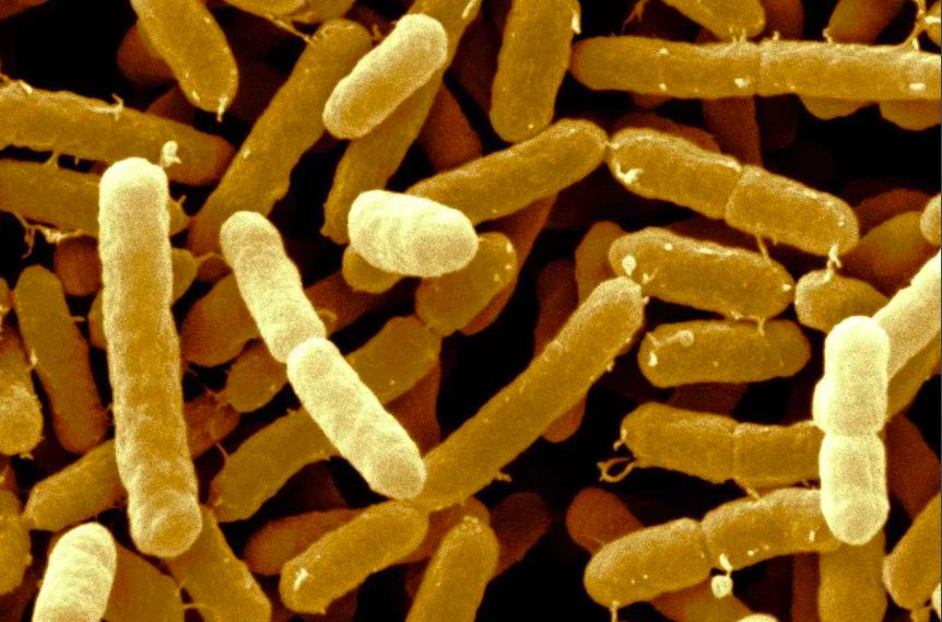 央视报道毒奶粉,中国毒奶粉曝光名单