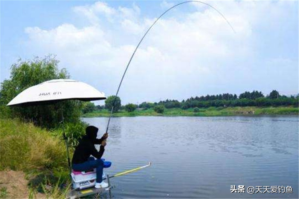 野钓大青鱼有哪些注意事项,野钓大青鱼的技巧供你参考哦