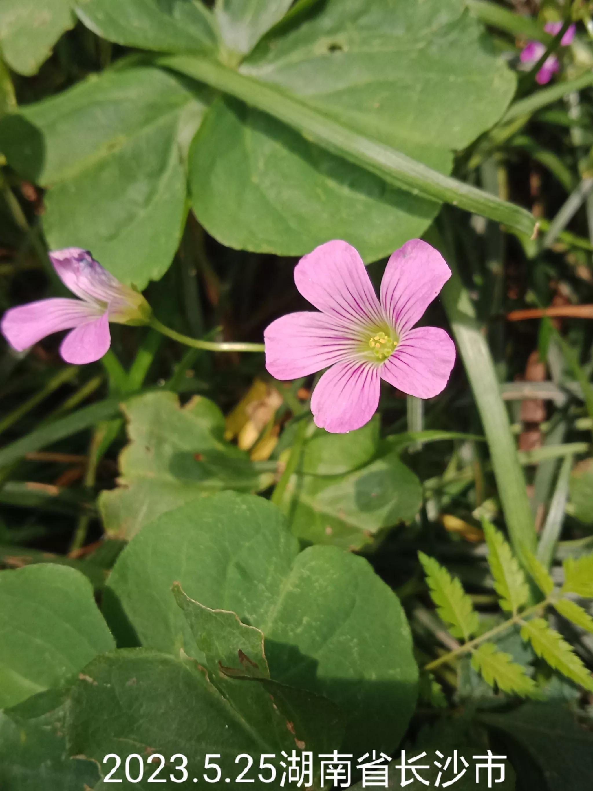 微信群没有保存下来怎么找回来,怎么找回没保存的微信群