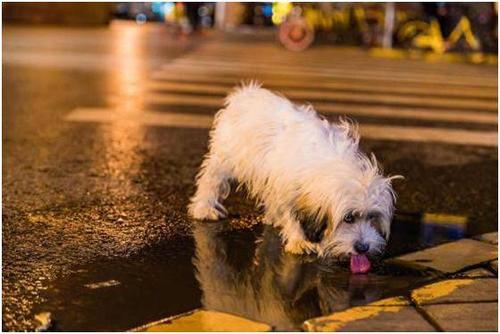 宠物去世很难过,宠物离世我们应该如何面对