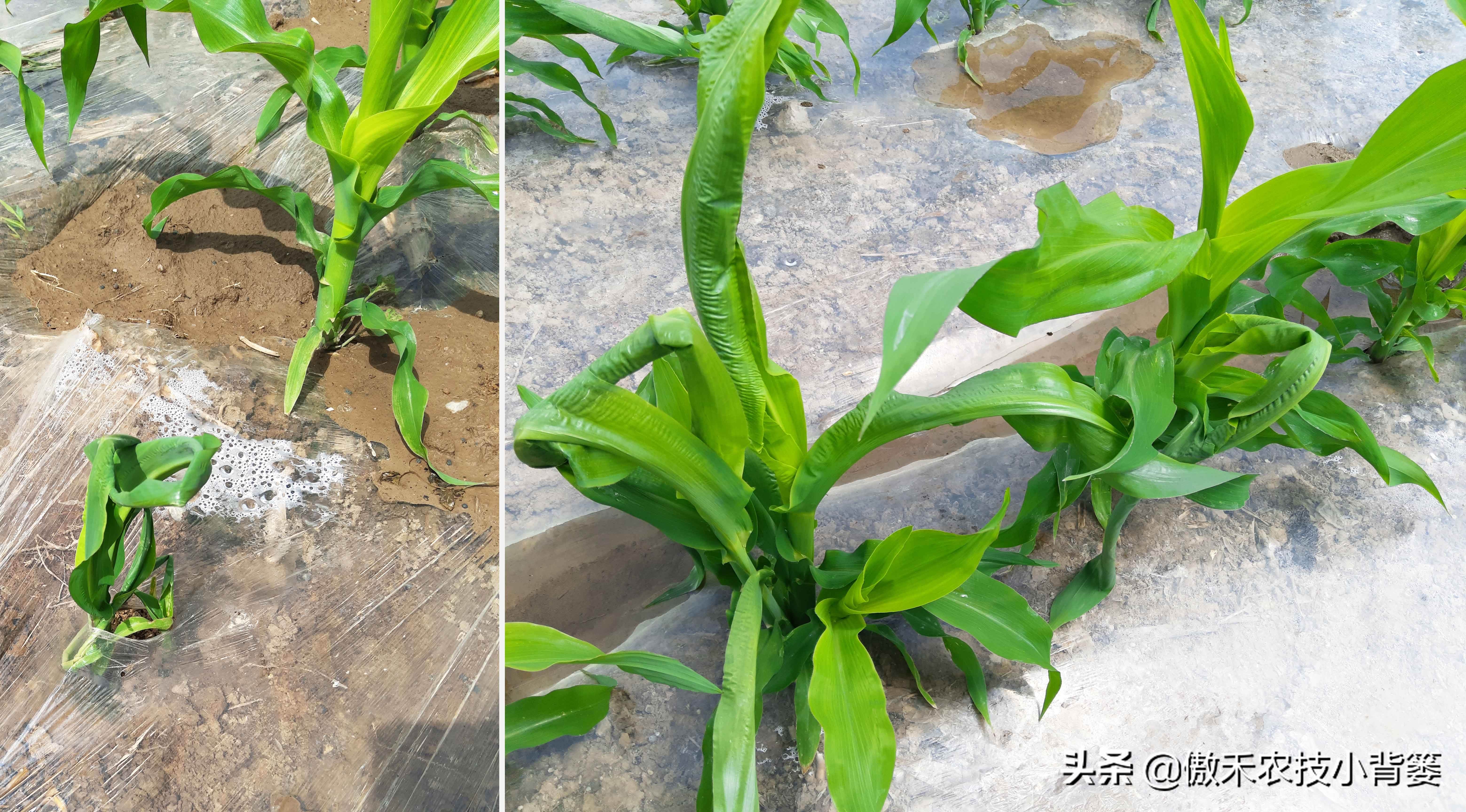 玉米根部出现畸形的原因,玉米卷叶头歪怎么办