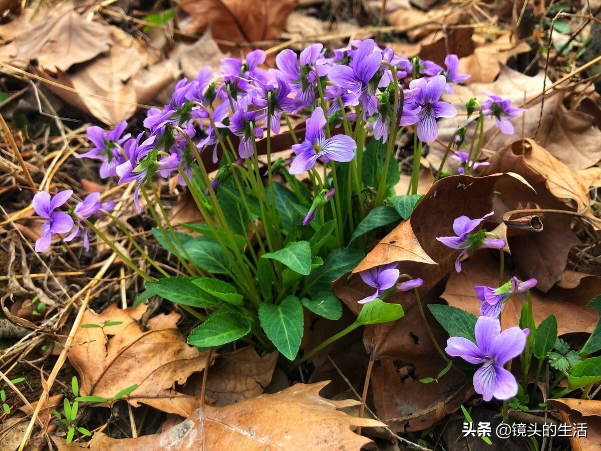 农村遍地都是宝农村的野菜挖不完,农村不要钱的野菜有哪些