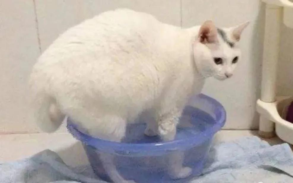 身体虚胖肉松怎样调理,肉松虚胖怎么锻炼