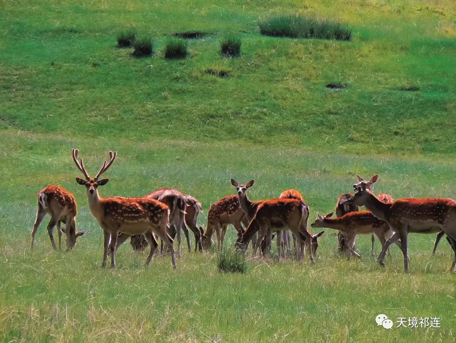 祁连，一座饱含乡愁的小城，是我不愿离开的理由！