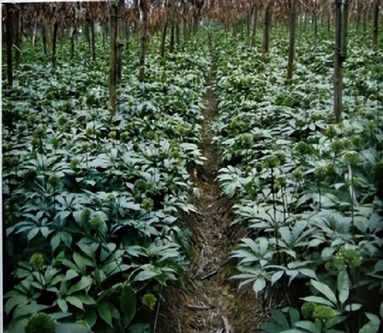 中医三七药材标准,三七真假对比图片三七主治