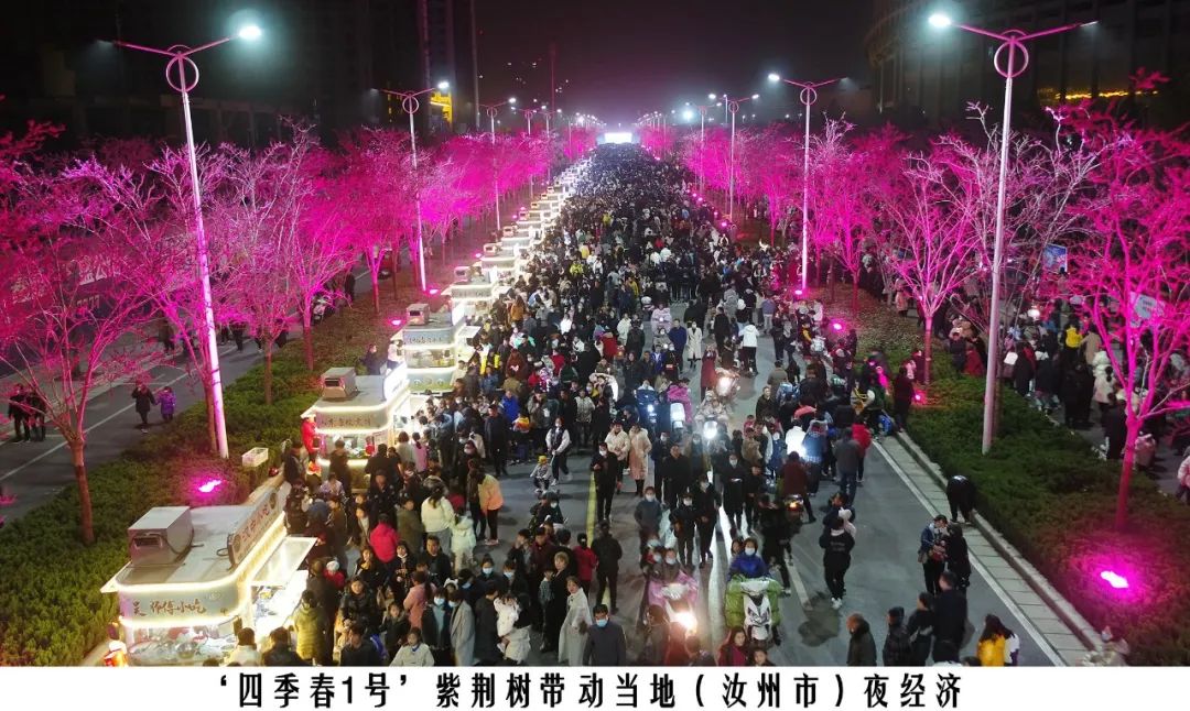 四季紫荆树新品种,四季春一号紫荆树施工方法