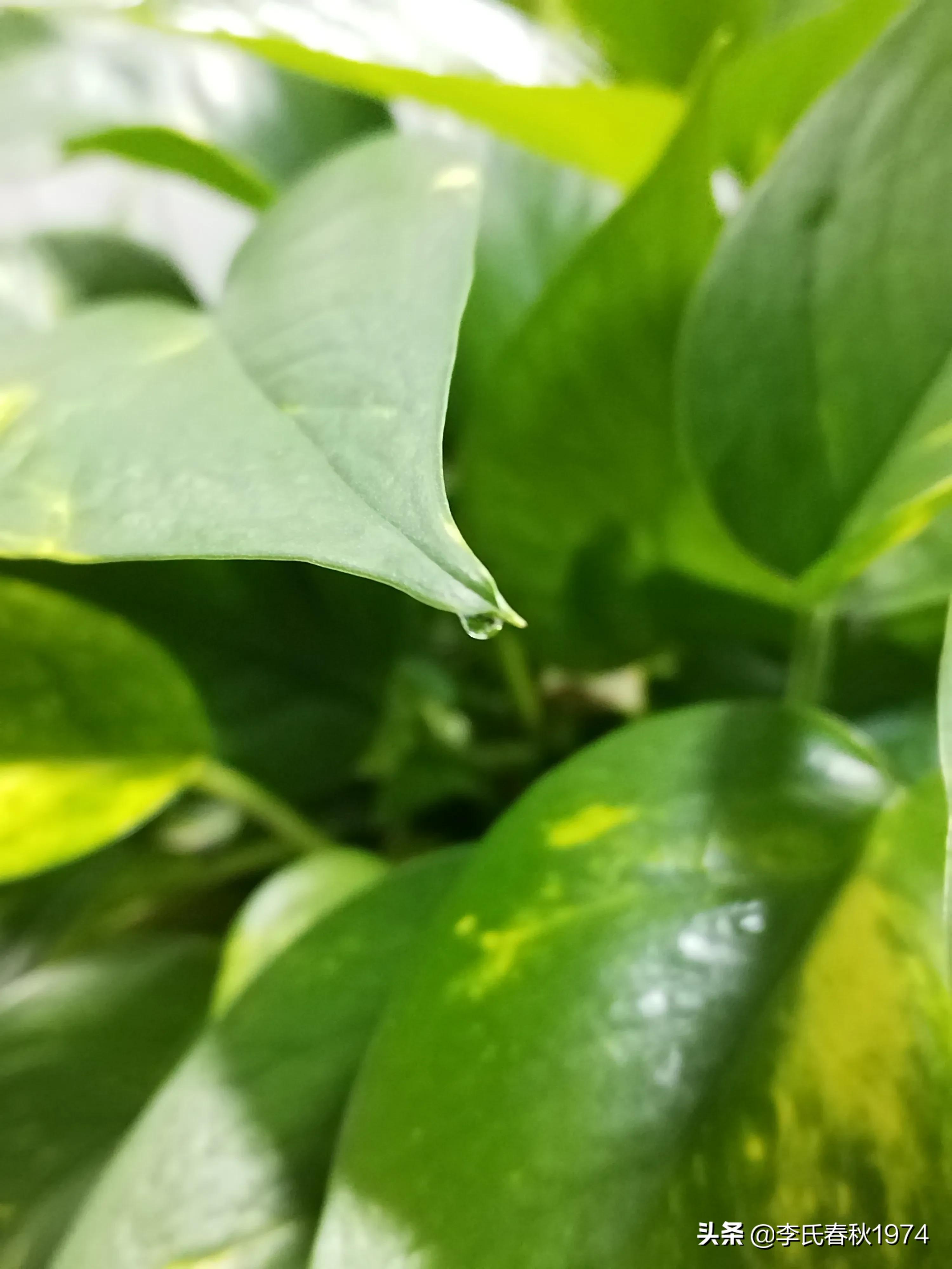 长藤绿萝绿植盆栽打理,绿植绿萝盆栽室内长藤客厅