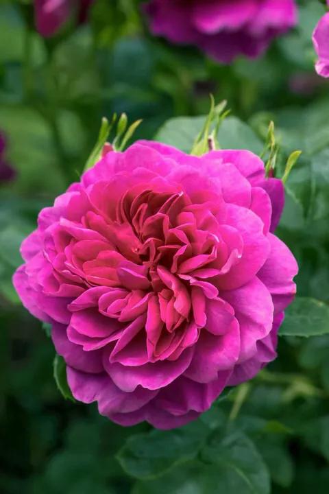 安妮公主月季优缺点,安妮公主月季耐热