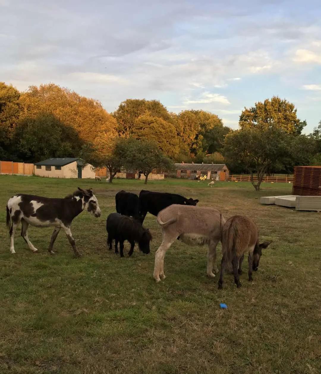 投资移民可以投资英国本土企业吗？