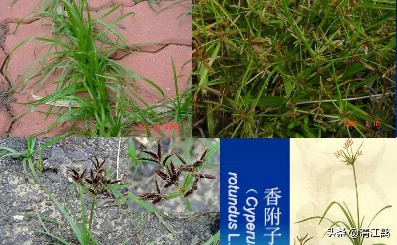 怎样解决除草剂对树的危害,十大恶性杂草除草方案