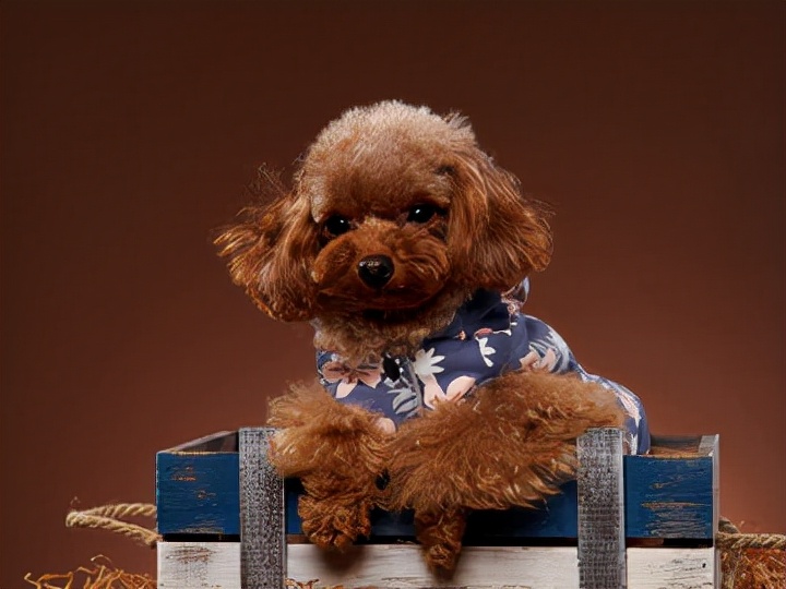 泰迪犬的饲养方法大全视频播放,1-3个月泰迪犬的饲养方法