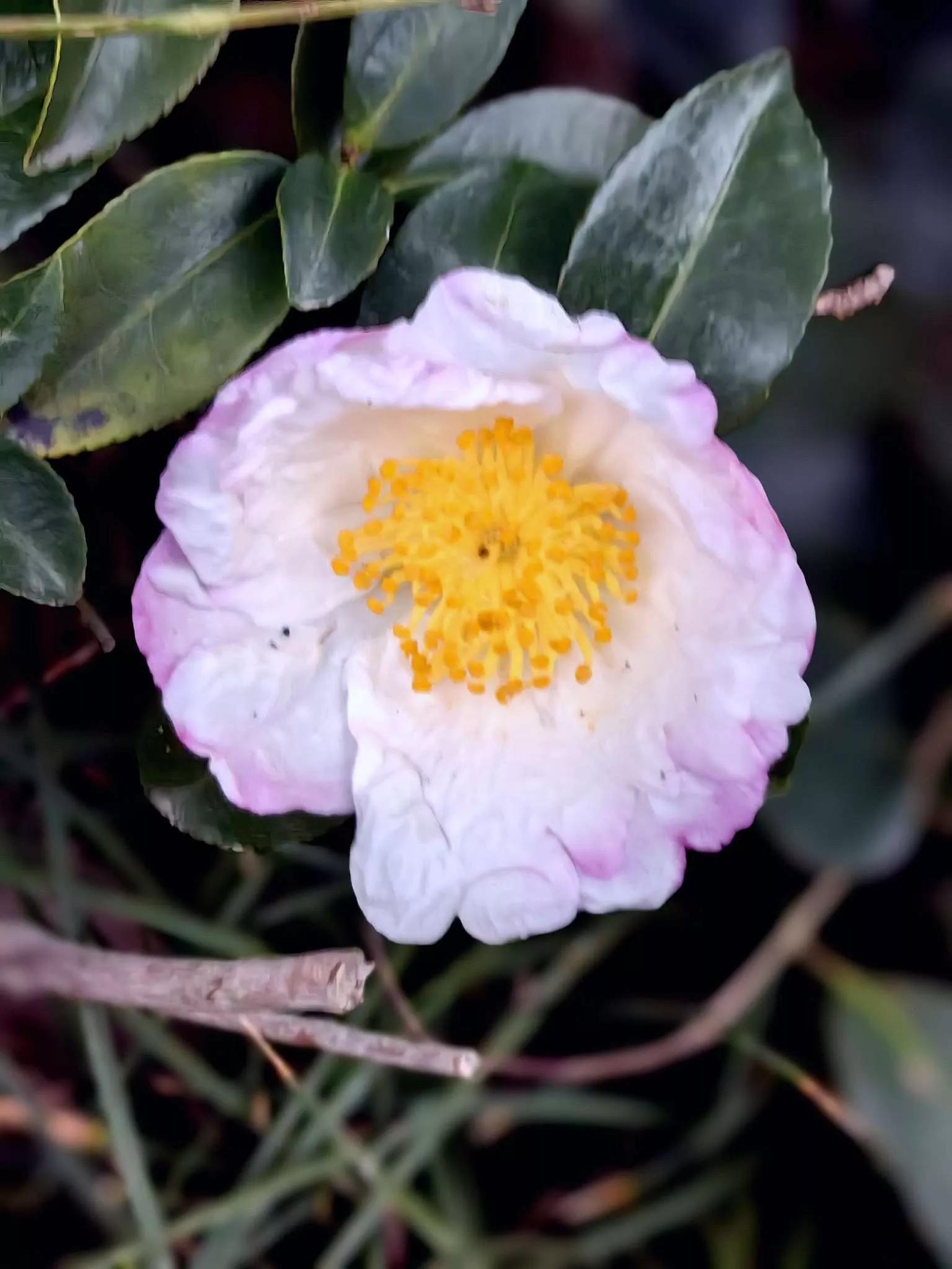 所有花的名称大全,认识各种花的寓意