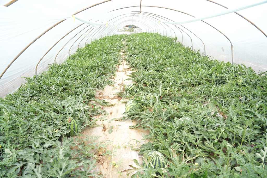 500亩西瓜成了村民的致富瓜,西瓜变身乡村振兴致富果