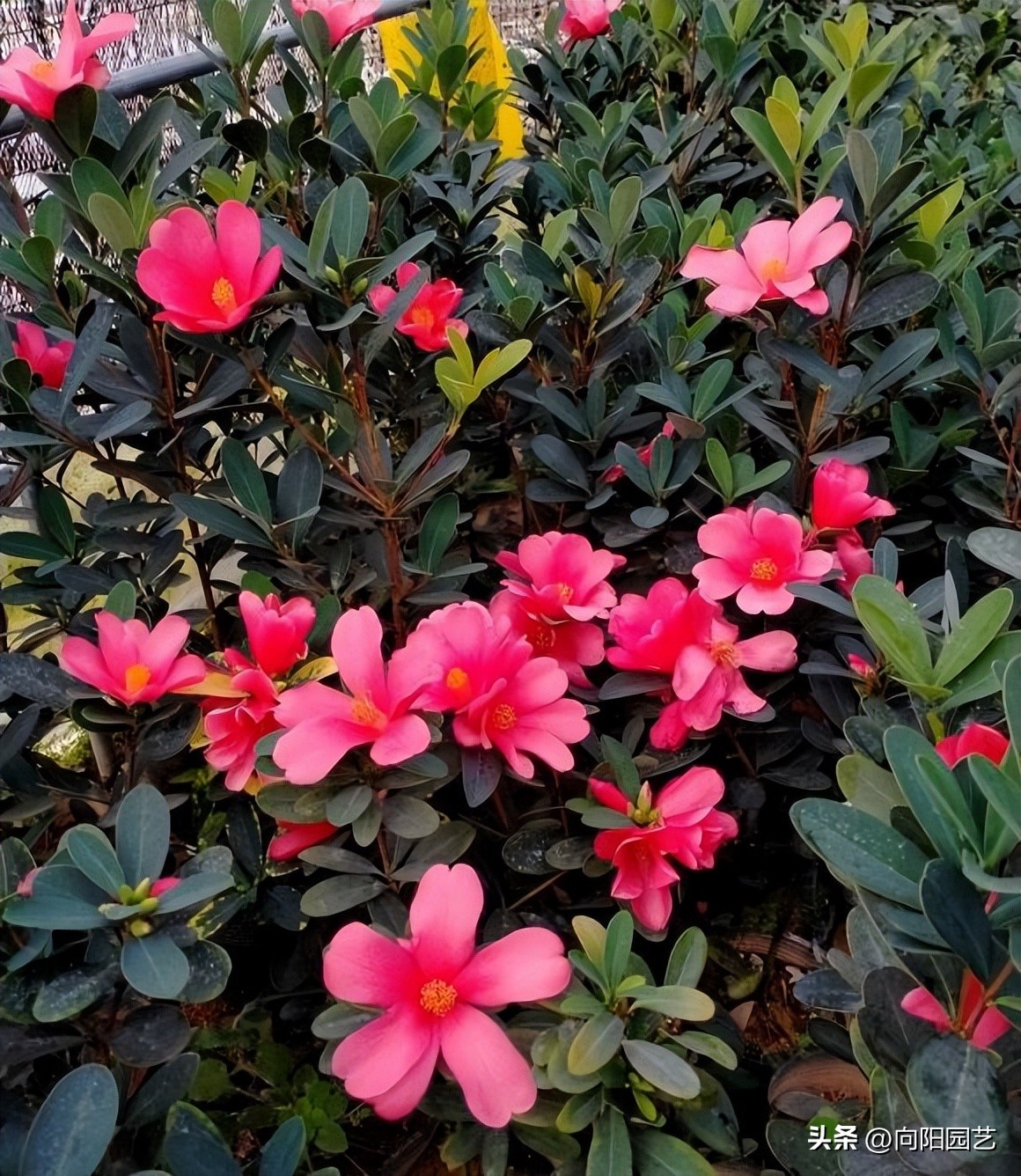 家里养的花开花就掉了,买的花回来养掉叶子