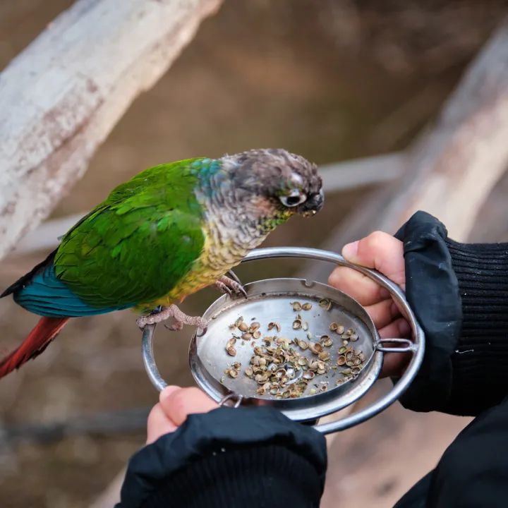 红山动物园亏损3千万网友很着急,近两年疫情原因导致亏损如何翻身