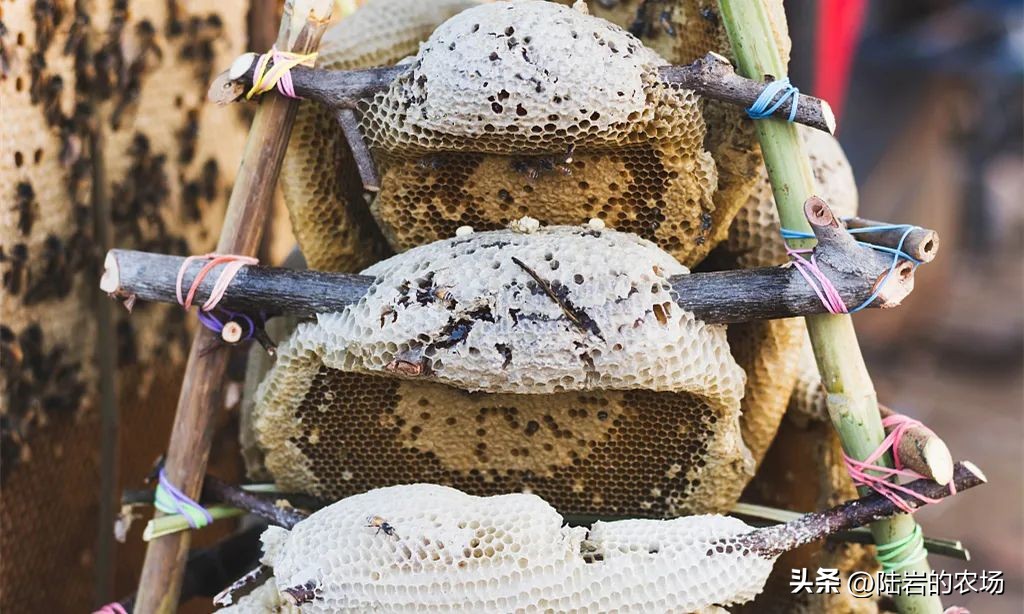 盘点市面五种常见蜂巢