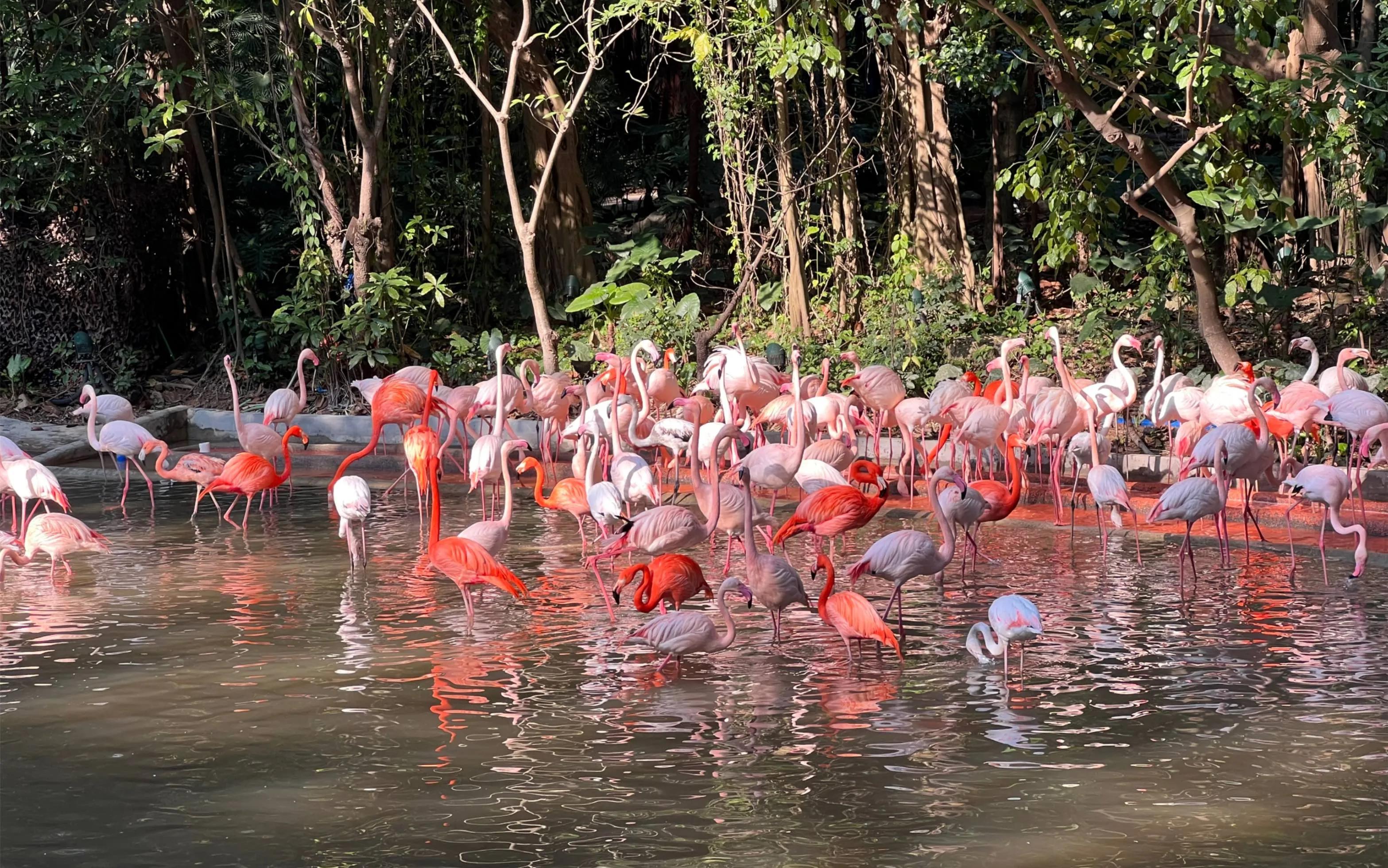 广州长隆野生动物世界有大象吗,广州长隆野生动物世界有多少动物