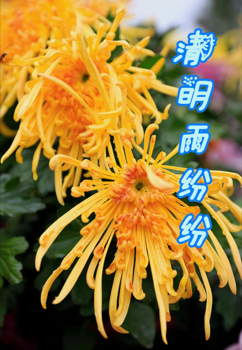 清明节雨纷纷举国上下寄哀思,清明节伤感词思念天堂的父母