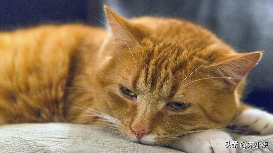 狮子座2023年运势详解视频,狮子座2023年下半年最终感情走向