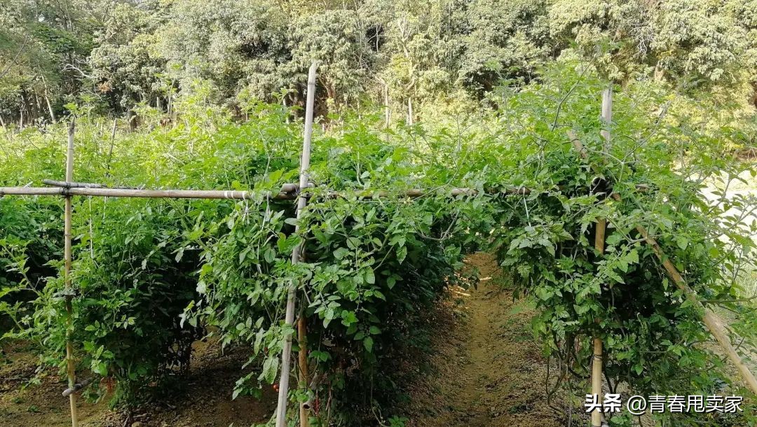 深圳十大古村落观澜版画村,观澜版画村古镇