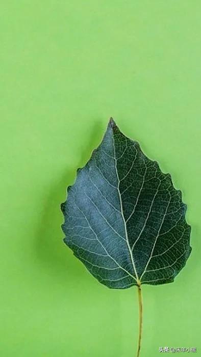 超清超美独一无二手机壁纸图片,养眼养心的壁纸