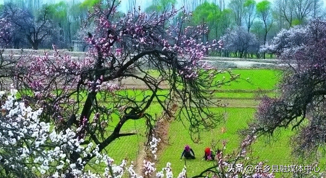 唐汪杏花节开幕,相约唐汪杏花节