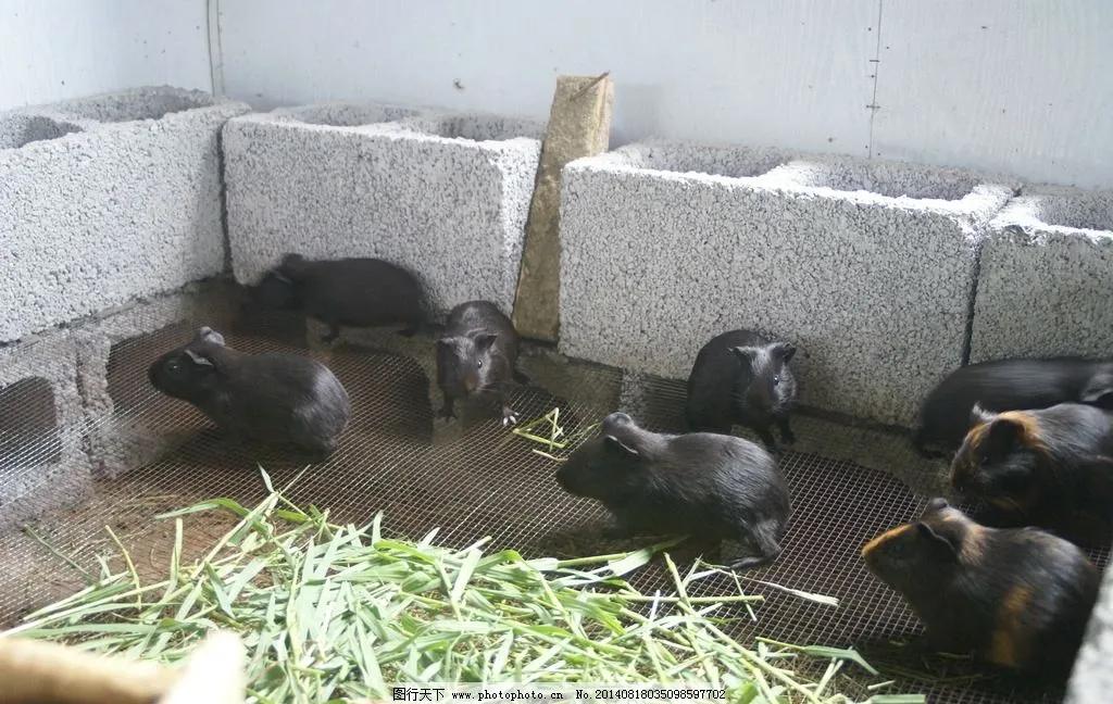 黑豚鼠养殖前景怎么样,豚鼠养殖最好养的品种