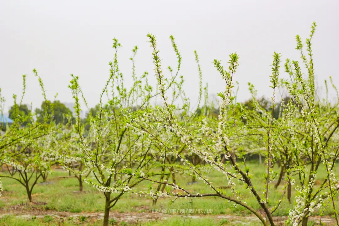长沙攻略避开人群,收藏长沙