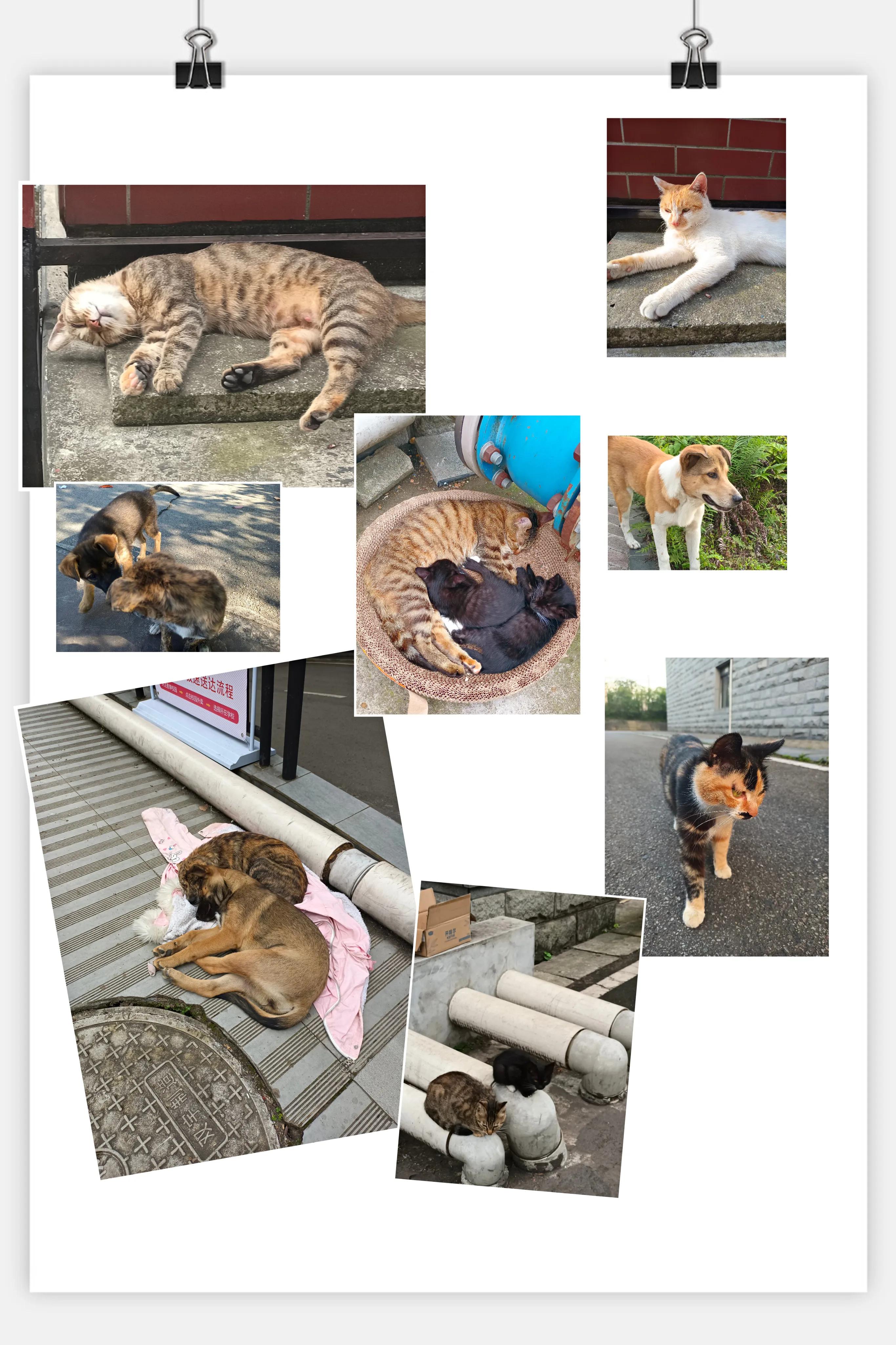 为什么选择西南财经大学天府学院？