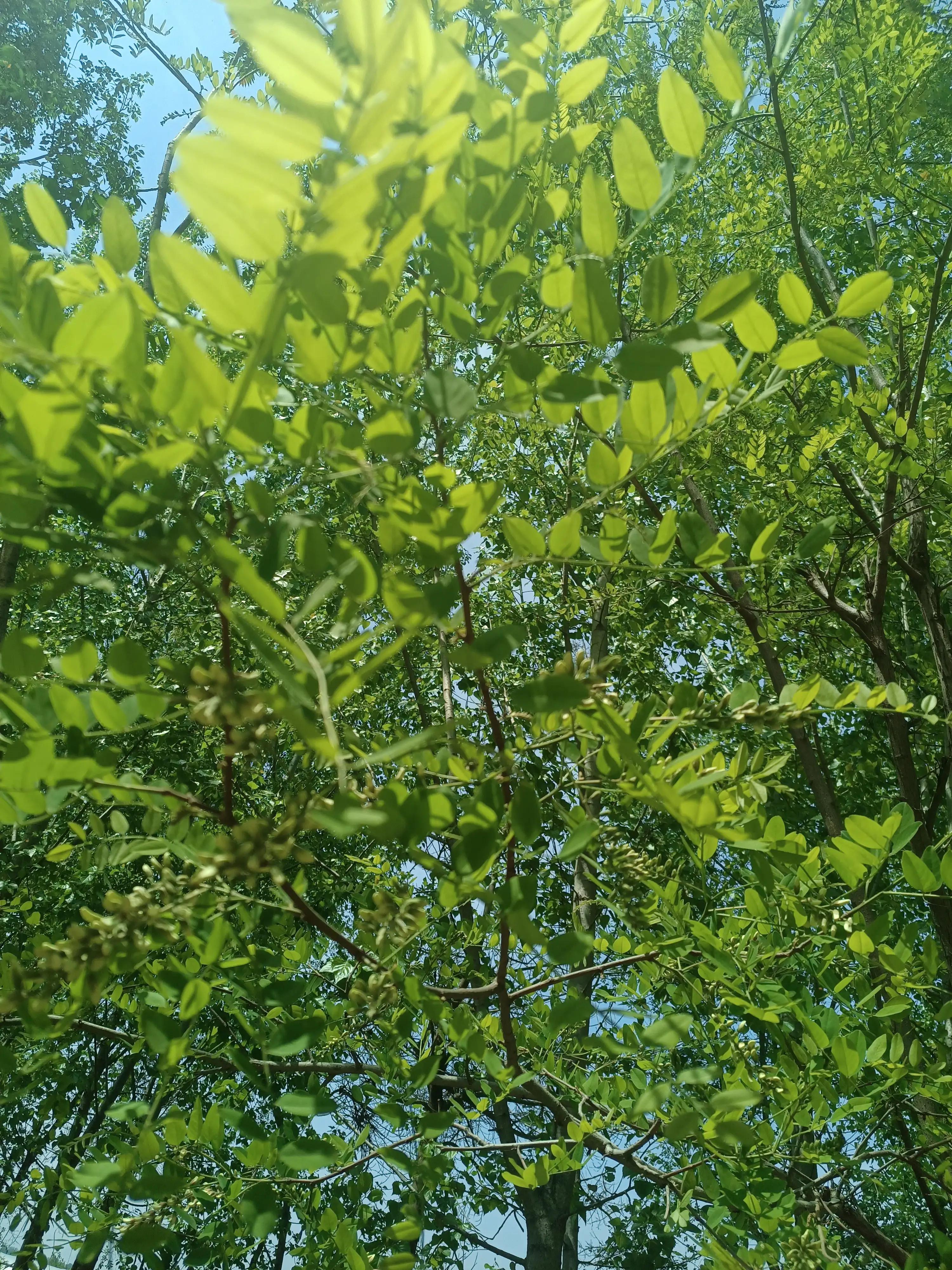 闲来无事荡秋千视频,山中荡秋千