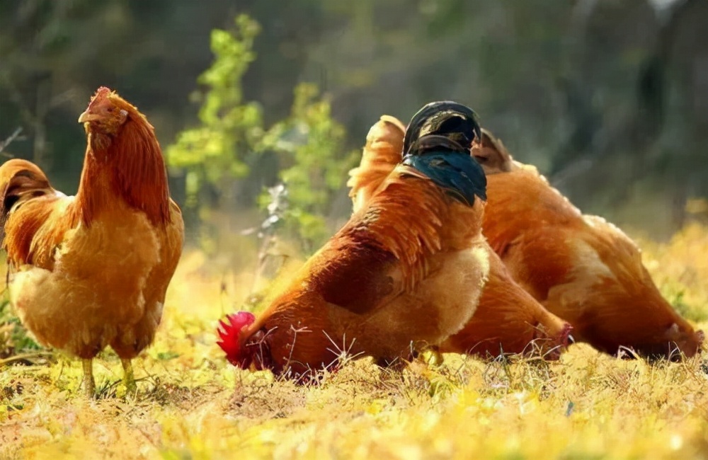 鸡的祖先是霸王龙？它为何每天都下蛋，细数鸡身上的“恐龙基因”