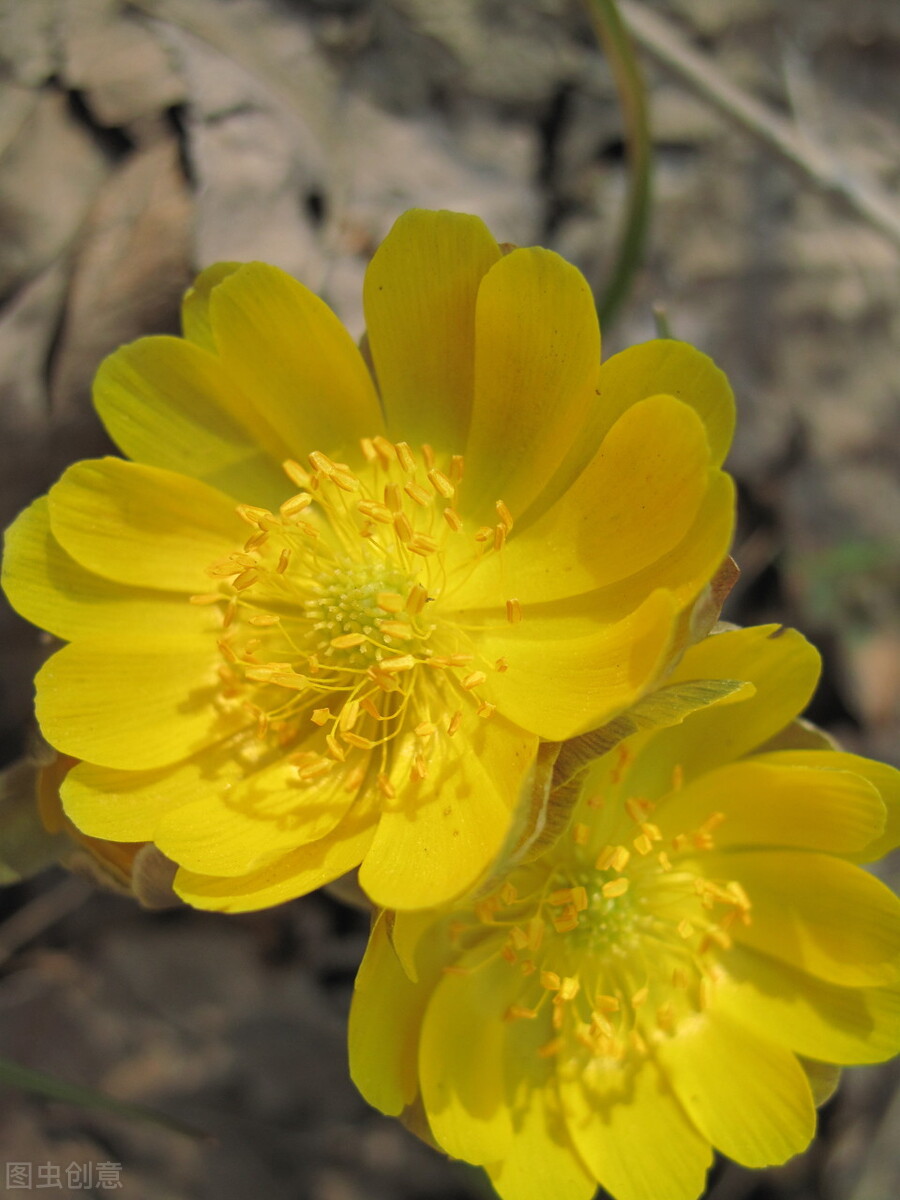 冰凌花享有林海雪莲之美称,牡丹江林海雪莲冰凌花悄然盛放